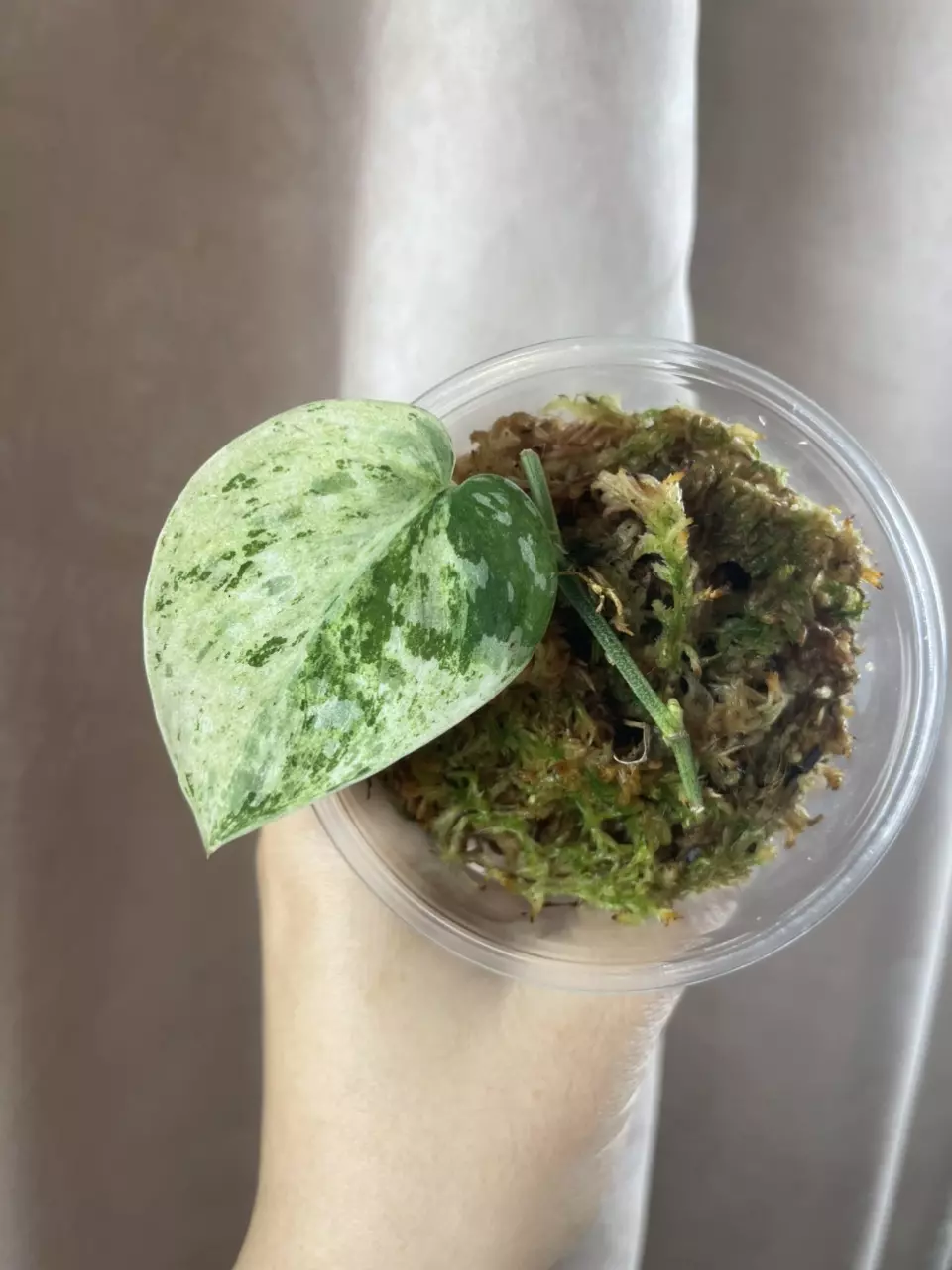 plant/Argy white crocodile 2 activated growth points-0