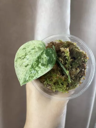 plant/Argy white crocodile 2 activated growth points-0-thumbnail