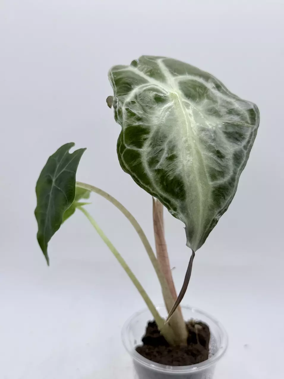 plant/Alocasia Venom pup-1