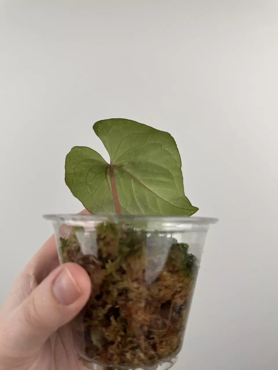 plant/Anthurium Kunayalense x 'RVDP'-1