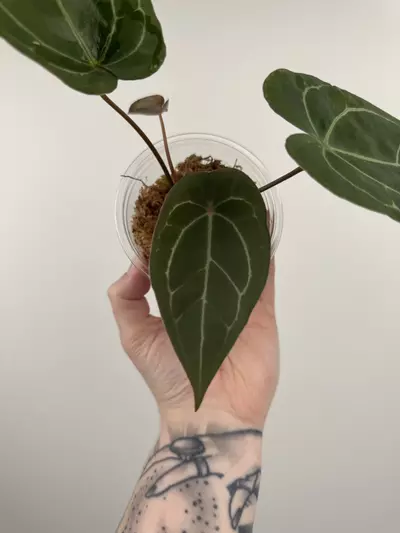 plant/Anthurium 'Sentinel' x NOID-2-thumbnail