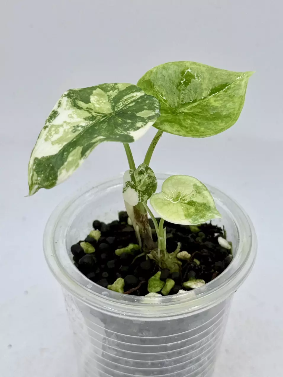 plant/Alocasia Sinuata Aurea high var-2