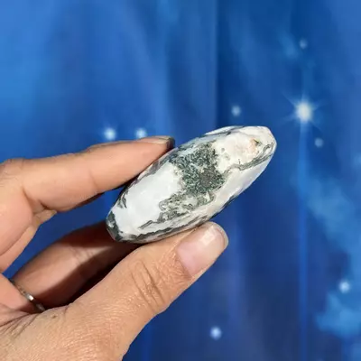 plant/Moss agate palm - 18ae-2-thumbnail
