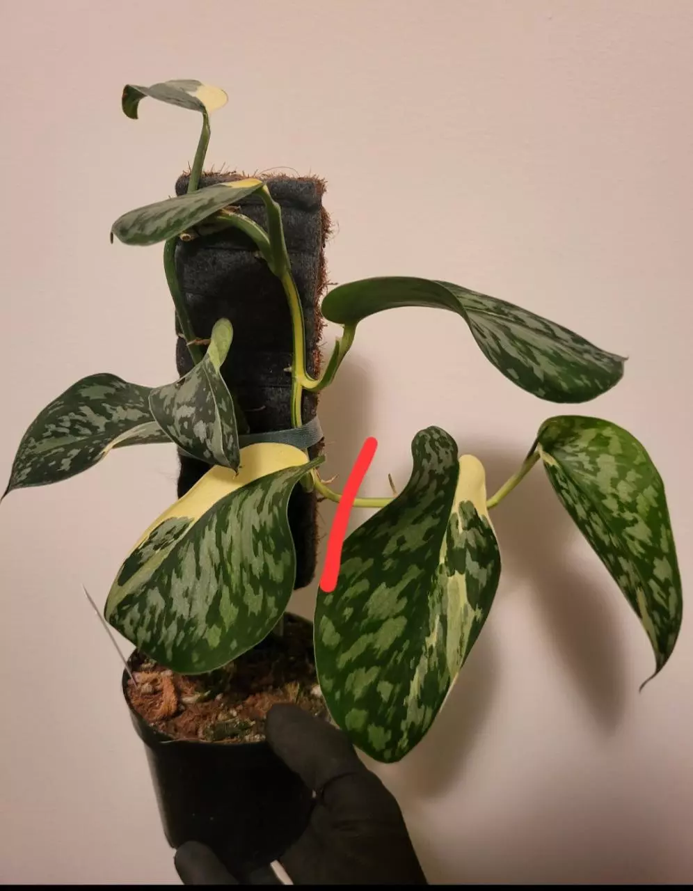 plant/Scindapsus mariposa cutting-0