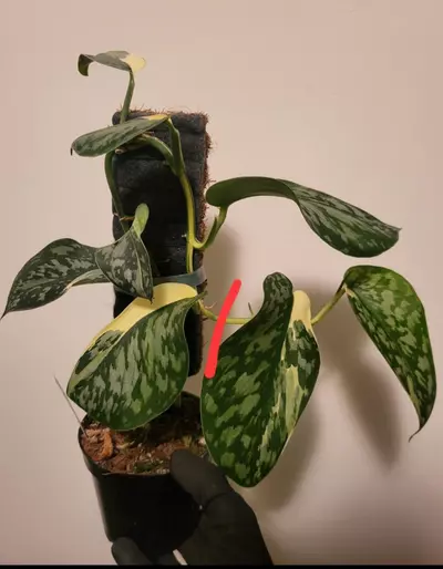 plant/Scindapsus mariposa cutting-0-thumbnail