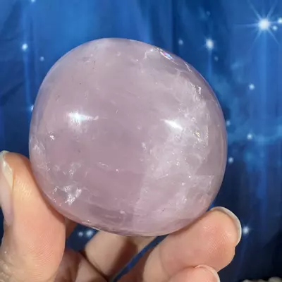 plant/Rose Quartz Palm - 28f-6-thumbnail