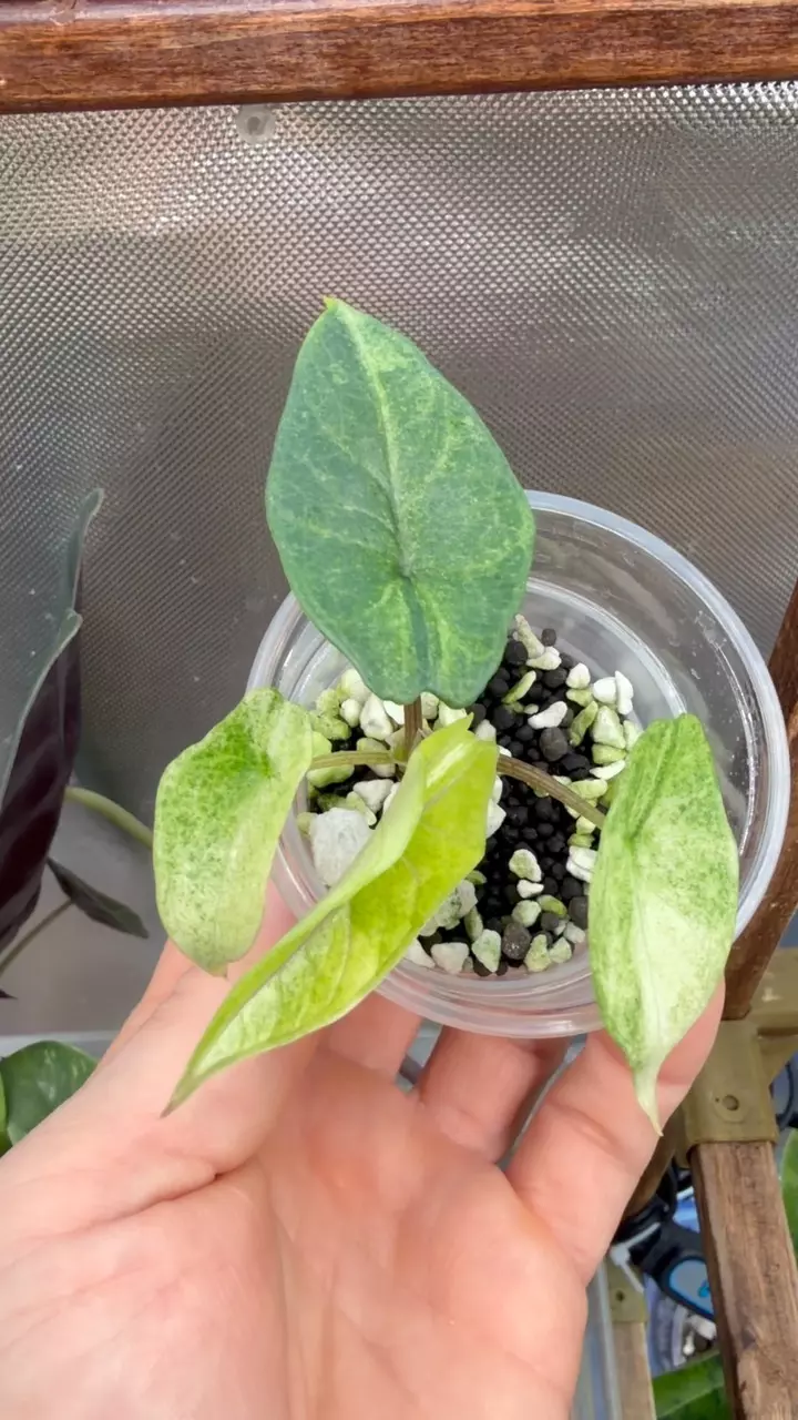 plant/Alocasia Scalprum Mint pup-5