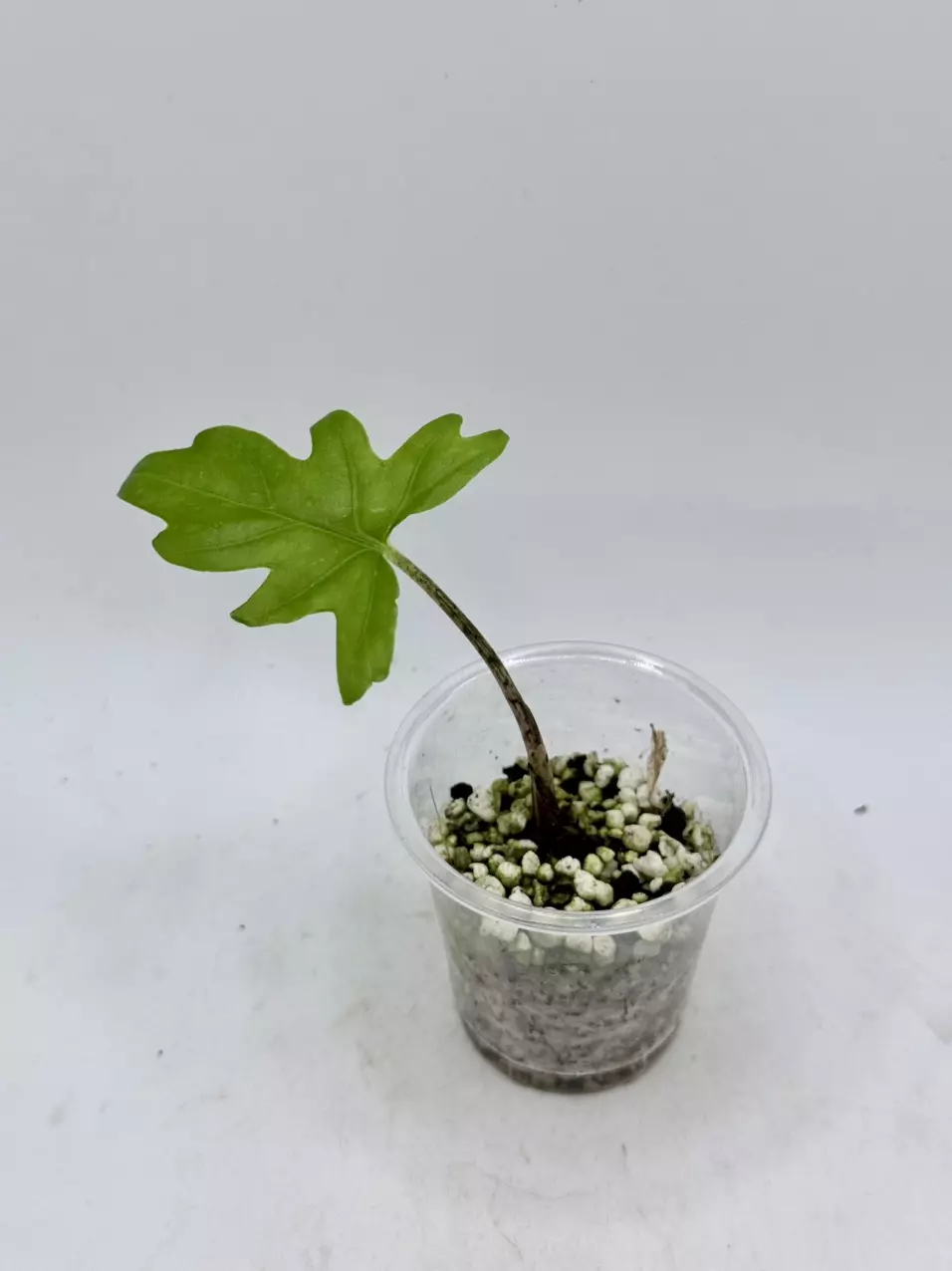 plant/Alocasia Branchifolia from corm-0