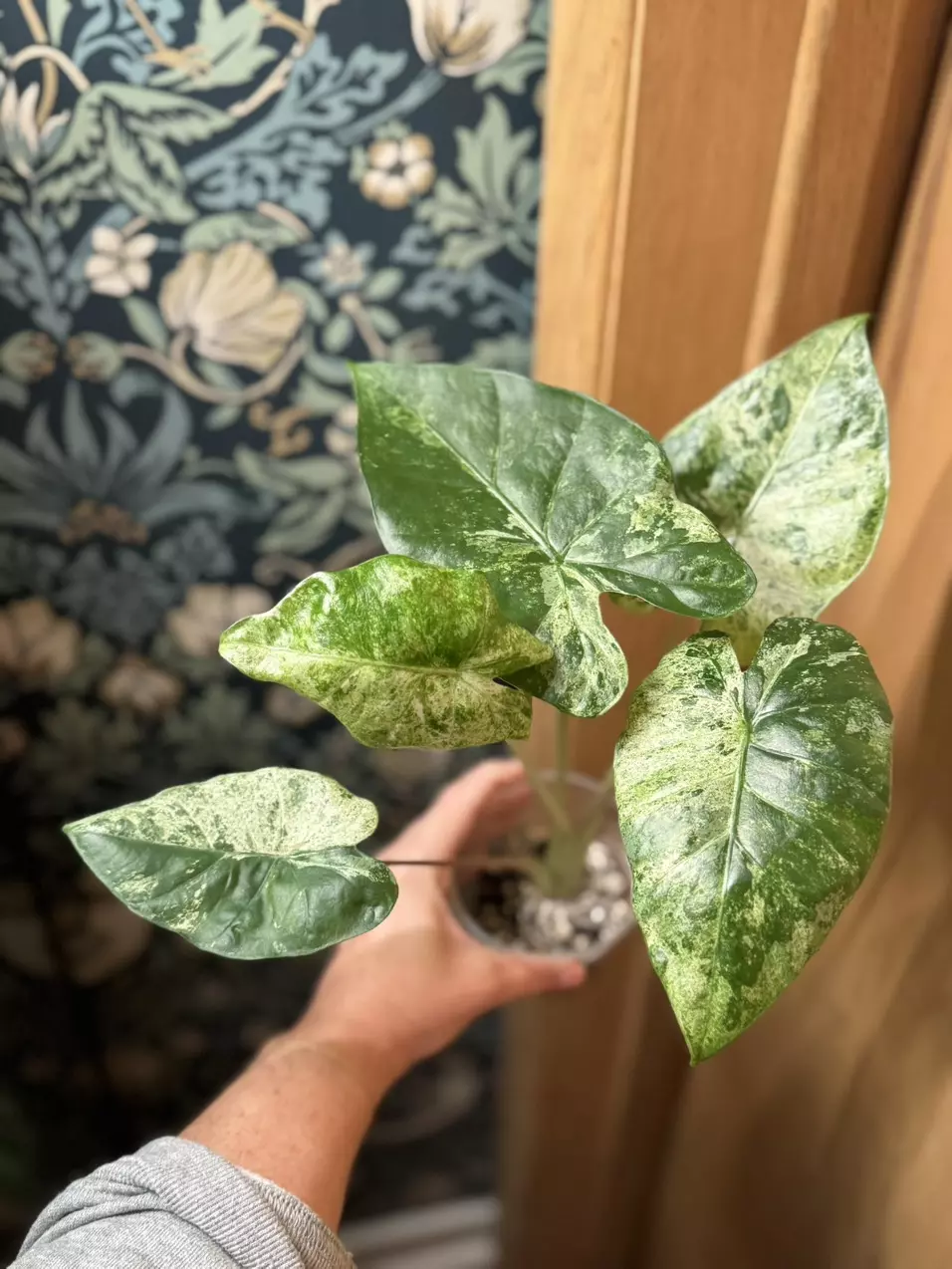 plant/Alocasia Blizzard Corm-1