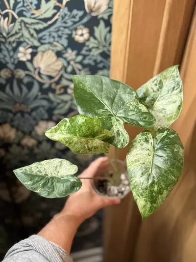 plant/Alocasia Blizzard Corm-1-thumbnail