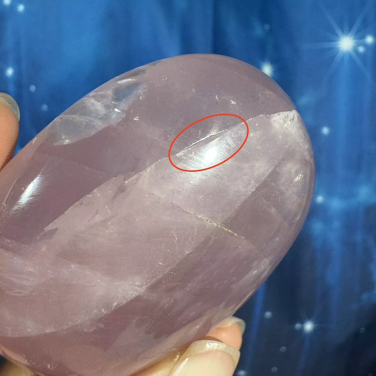 plant/Rose Quartz Palm - 24e-7