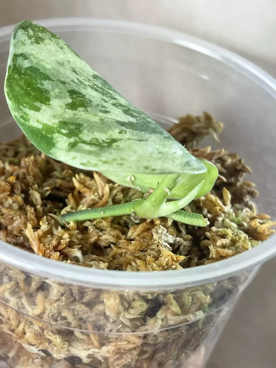 plant/Argy permata-1