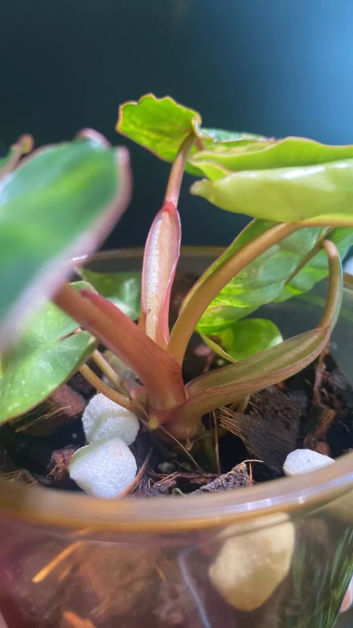 plant/Variegated Billie-5