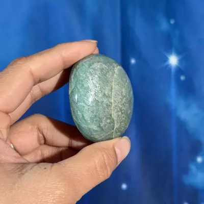 plant/Amazonite Palm - 12q-2-thumbnail