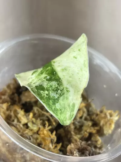 plant/Argy white crocodile-1-thumbnail