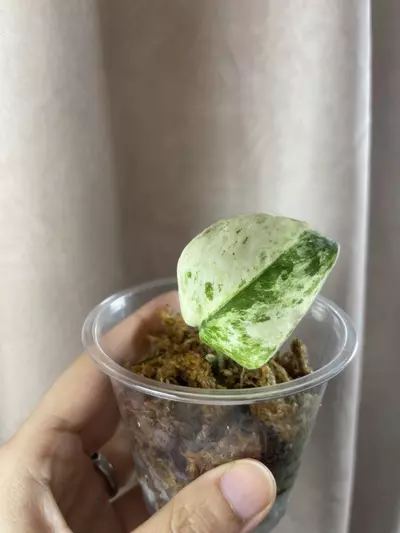 plant/Argy white crocodile-0-thumbnail