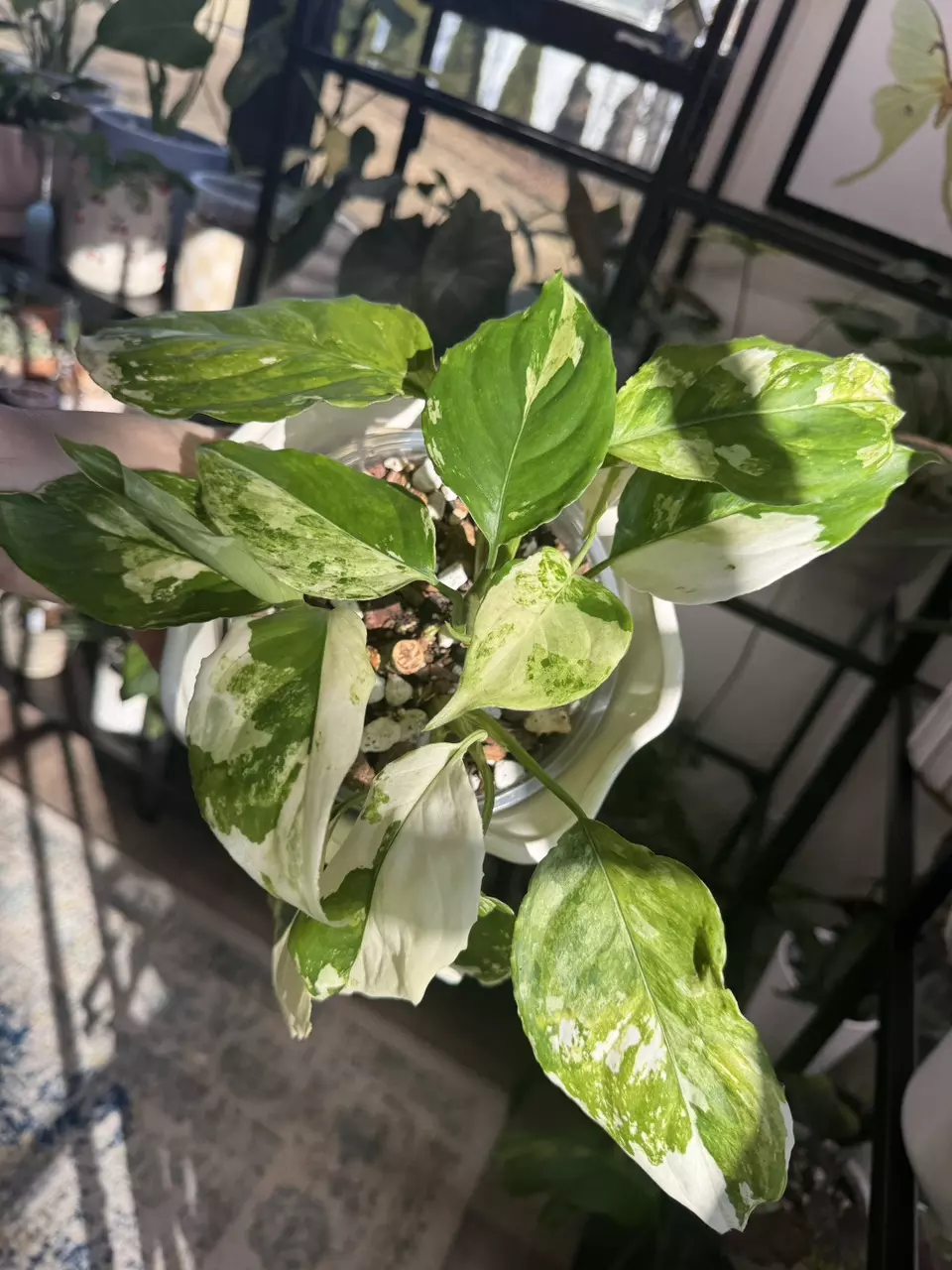 plant/Aglaonema 'Spilt Milk'-2