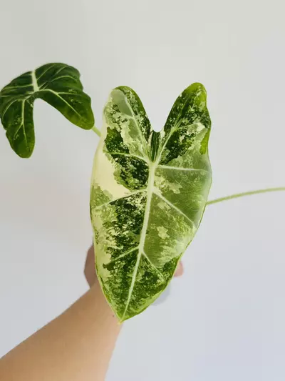 plant/Frydek Albo Corming Size-0-thumbnail