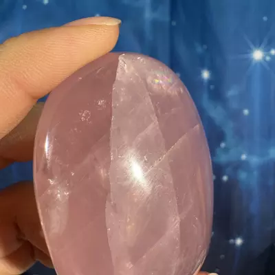 plant/Rose Quartz Palm - 24e-4-thumbnail