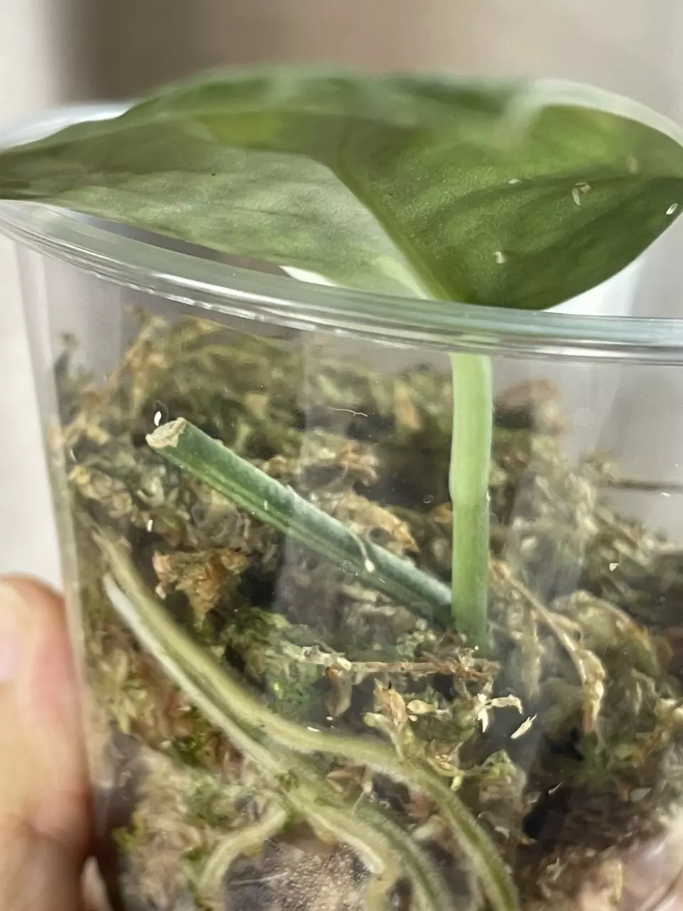 plant/Exotica Albo Salaka-1