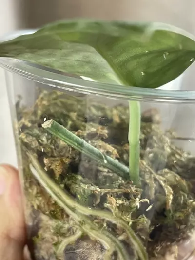 plant/Exotica Albo Salaka-1-thumbnail