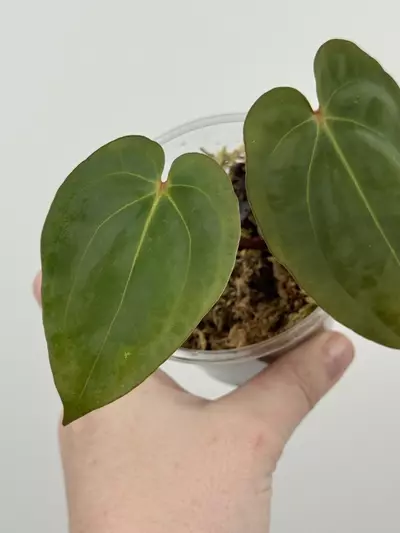 plant/Anthurium ('Michelle' x 'Zara') x Antolakii (BVEP) ('Round' x 'RA1')-2-thumbnail