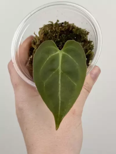 plant/Anthurium NOID-1-thumbnail