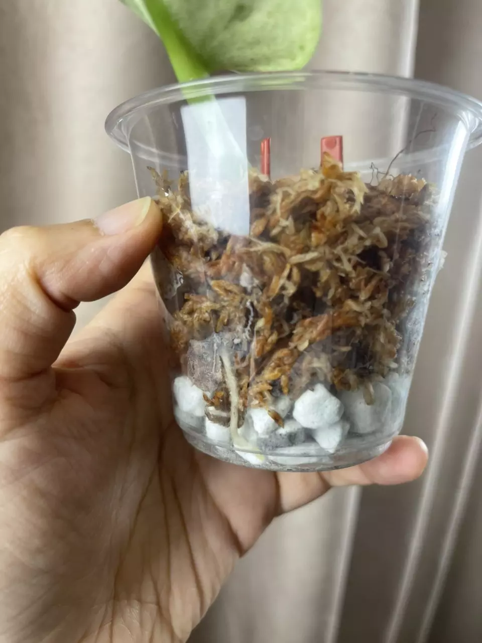 plant/Silver Knight Marble giant leaf-3