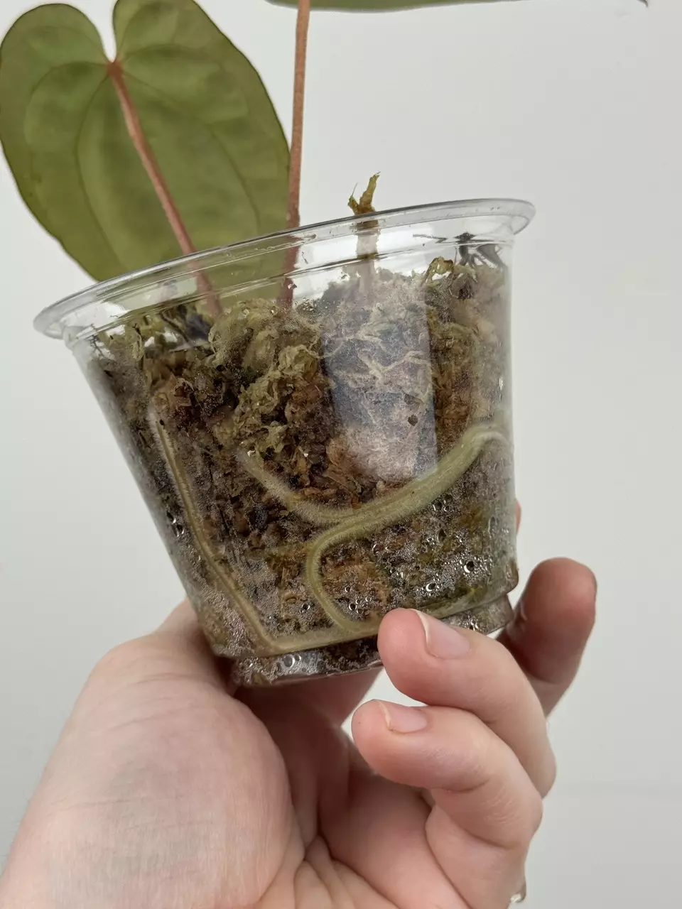 plant/Anthurium ('Michelle' x 'Zara') x Antolakii (BVEP) ('Round' x 'RA1')-3