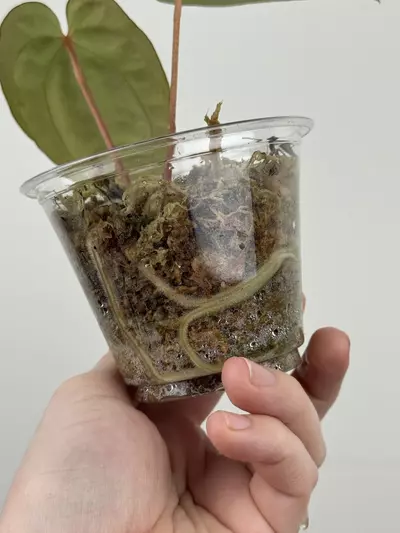 plant/Anthurium ('Michelle' x 'Zara') x Antolakii (BVEP) ('Round' x 'RA1')-3-thumbnail