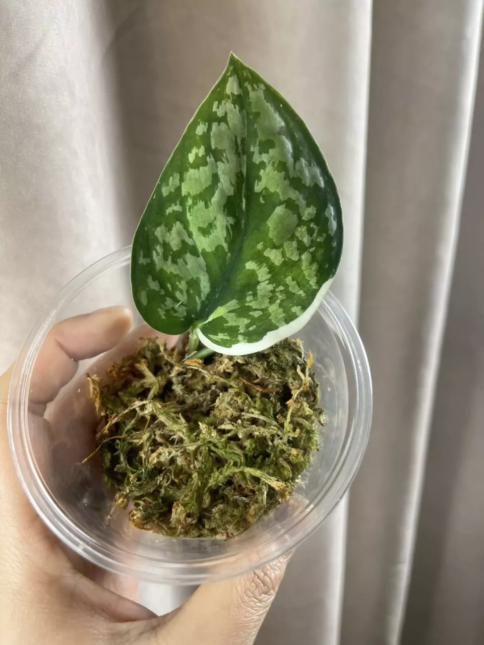 plant/Exotica Albo Salaka-0