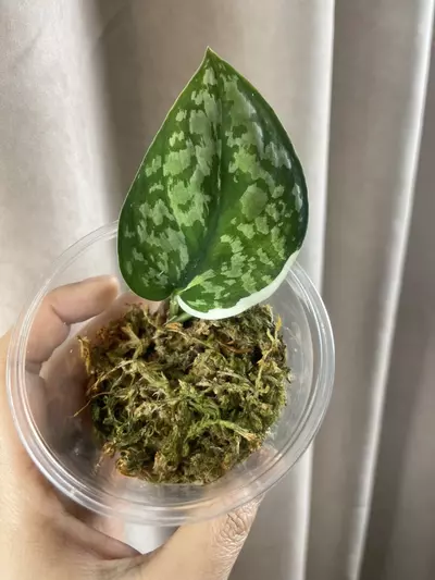 plant/Exotica Albo Salaka-0-thumbnail