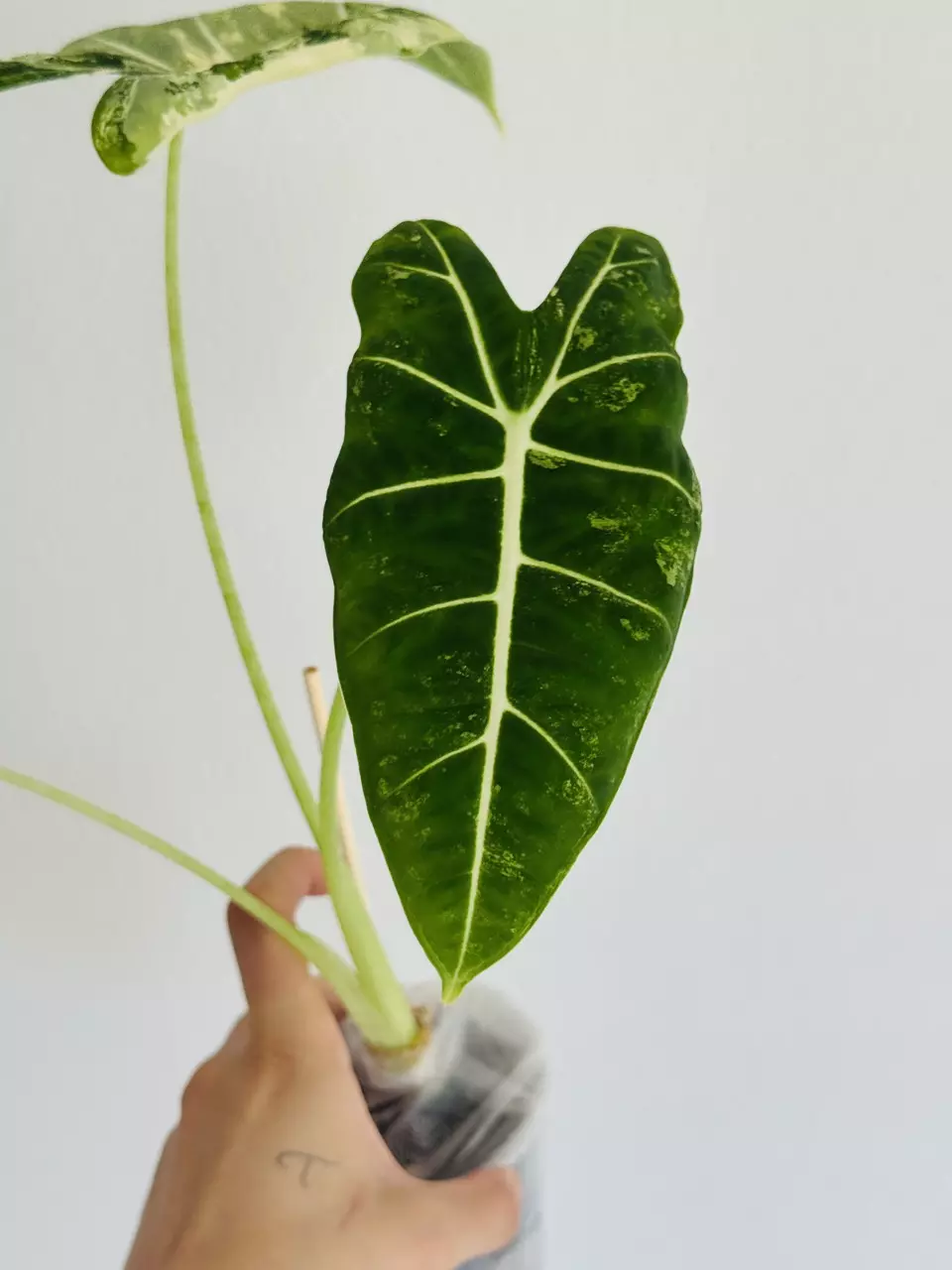 plant/Frydek Albo Corming Size-2