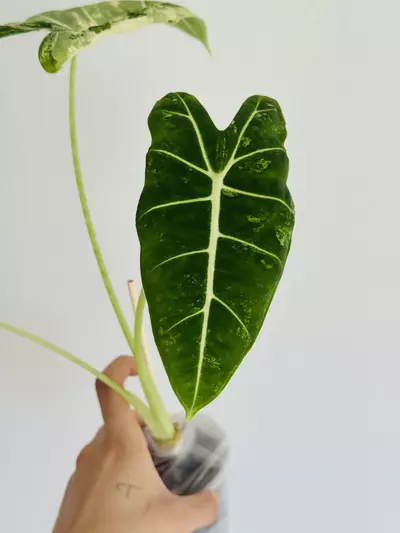 plant/Frydek Albo Corming Size-2-thumbnail