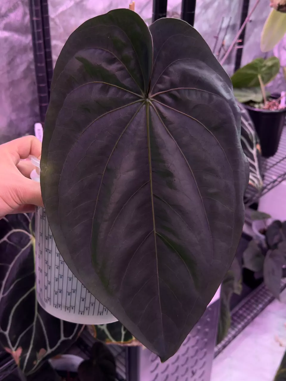 plant/✨Flowering size✨Anthurium dressleri-0
