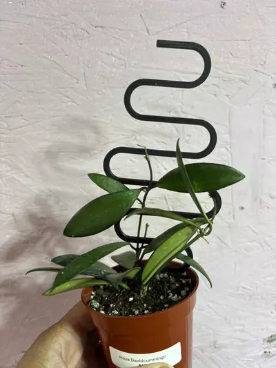 plant/Squiggle Trellis - Green 2pk-2-thumbnail