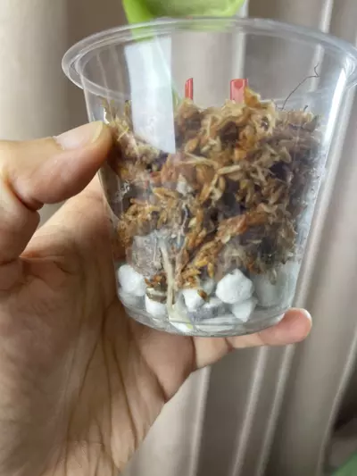 plant/Silver Knight Marble giant leaf-2-thumbnail