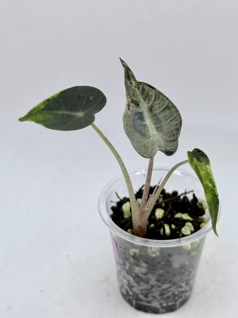 plant/Alocasia Bambino Green on Green-2