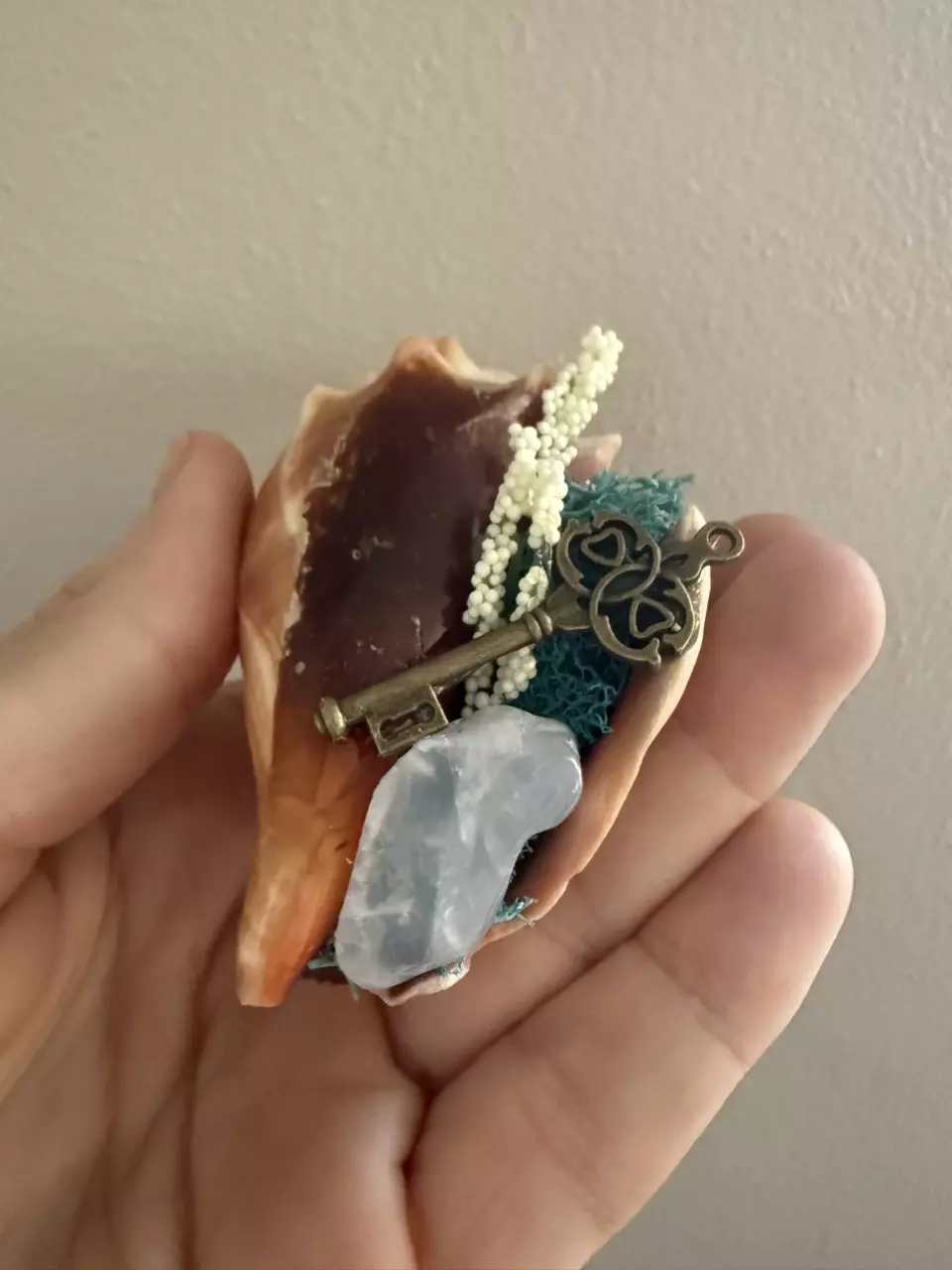 plant/Conch Shell 1-1