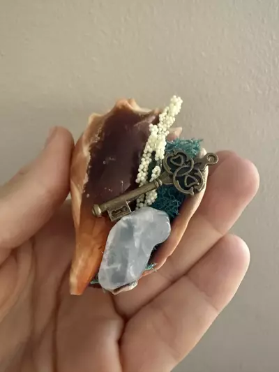 plant/Conch Shell 1-1-thumbnail