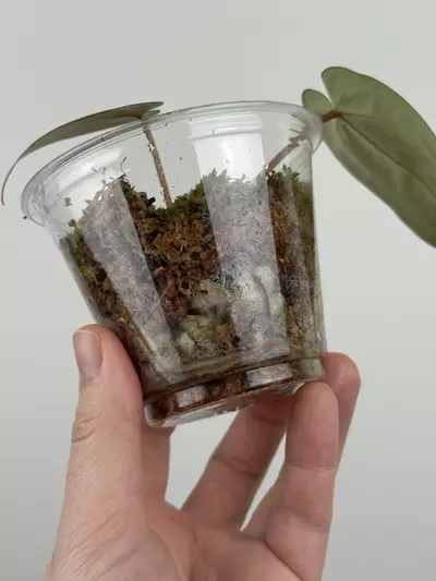 plant/Anthurium 'Red Crystallinum'-3-thumbnail