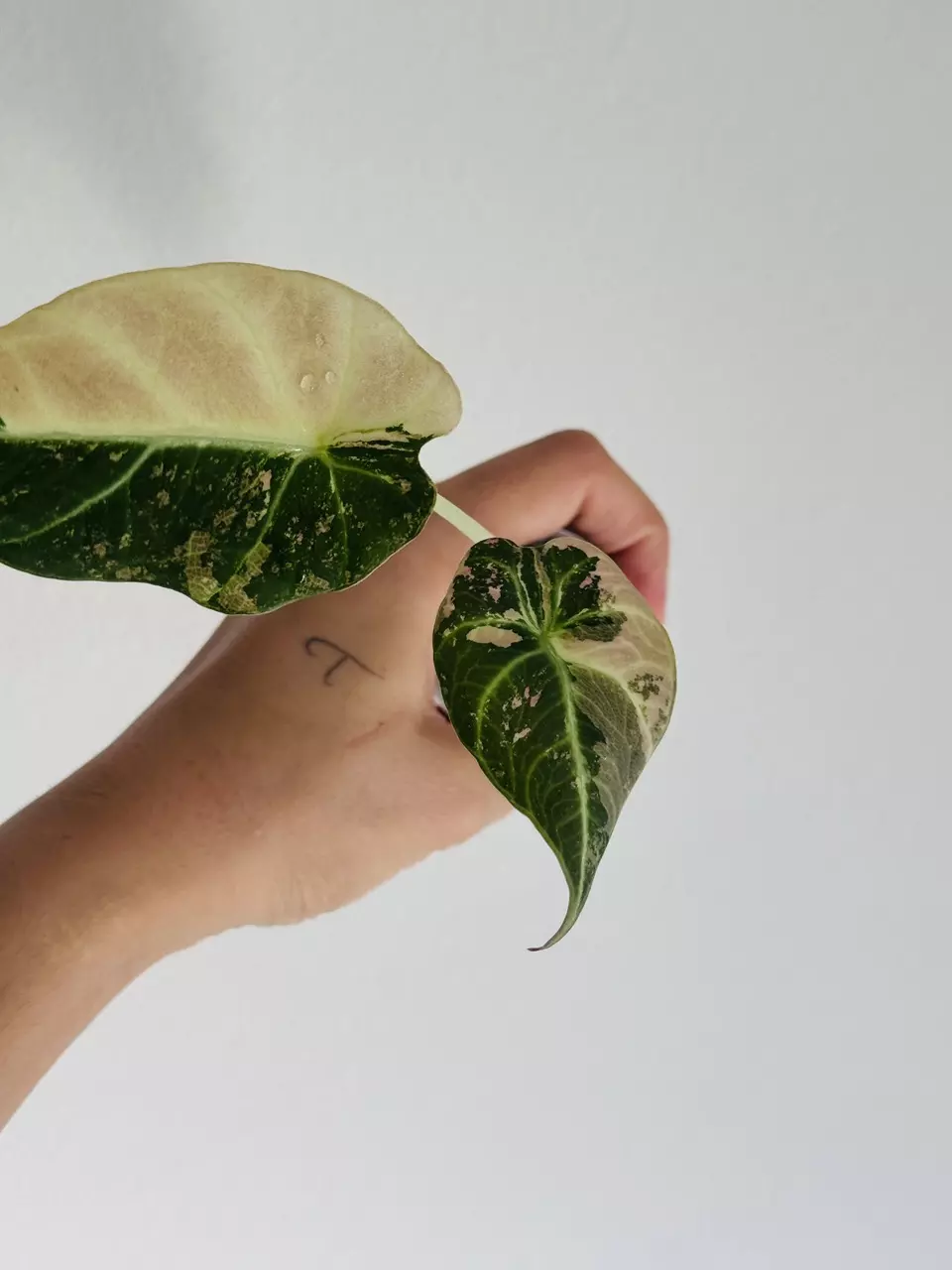 plant/Pink Black Velvet-1