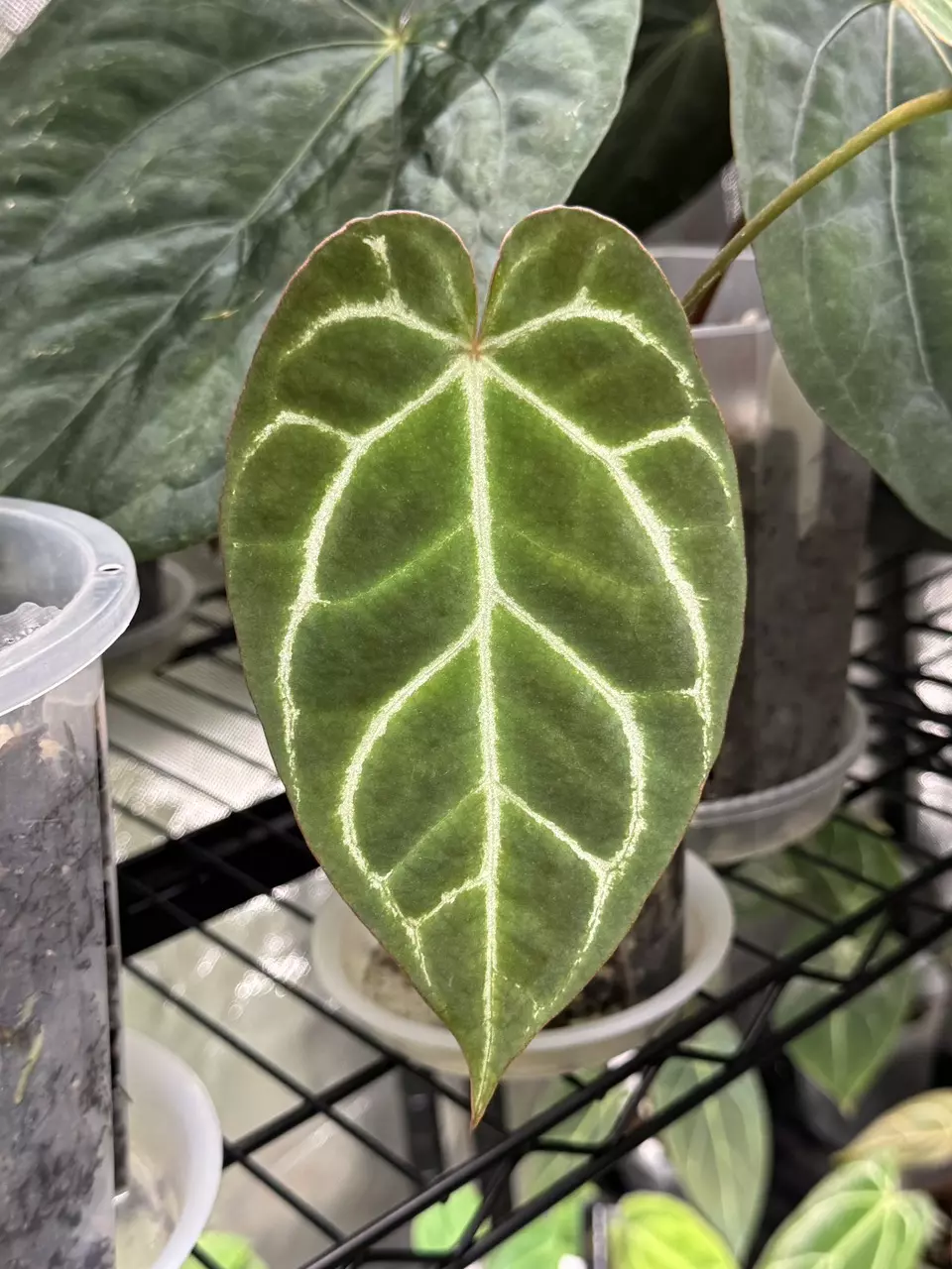 plant/Anthurium 'Chocolate Crystallinum' x NOID-3