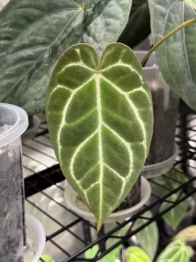 plant/Anthurium 'Chocolate Crystallinum' x NOID-3-thumbnail