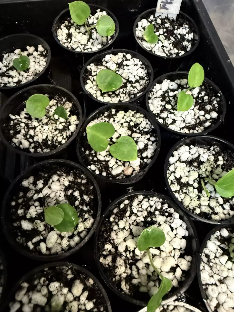 plant/A. Indo Pap x Silver Butterfly Hybrid-1