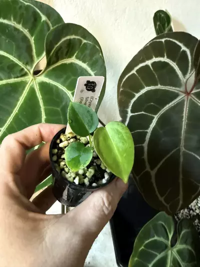 plant/Anthurium Seedling Bundle-5-thumbnail