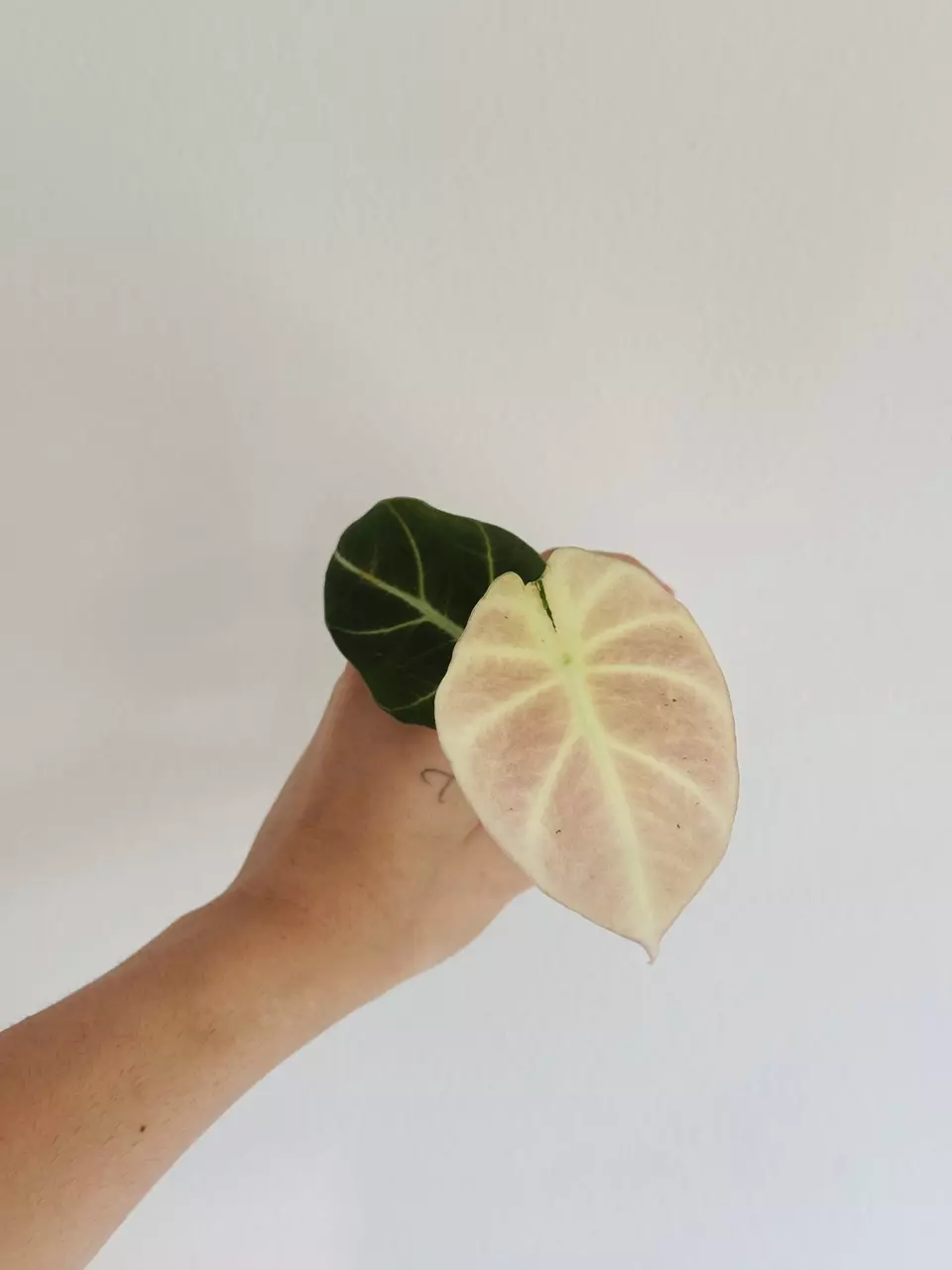 plant/Pink Black Velvet Teen-0