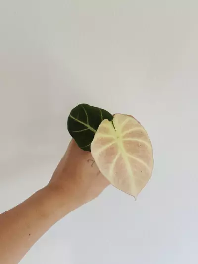 plant/Pink Black Velvet Teen-0-thumbnail