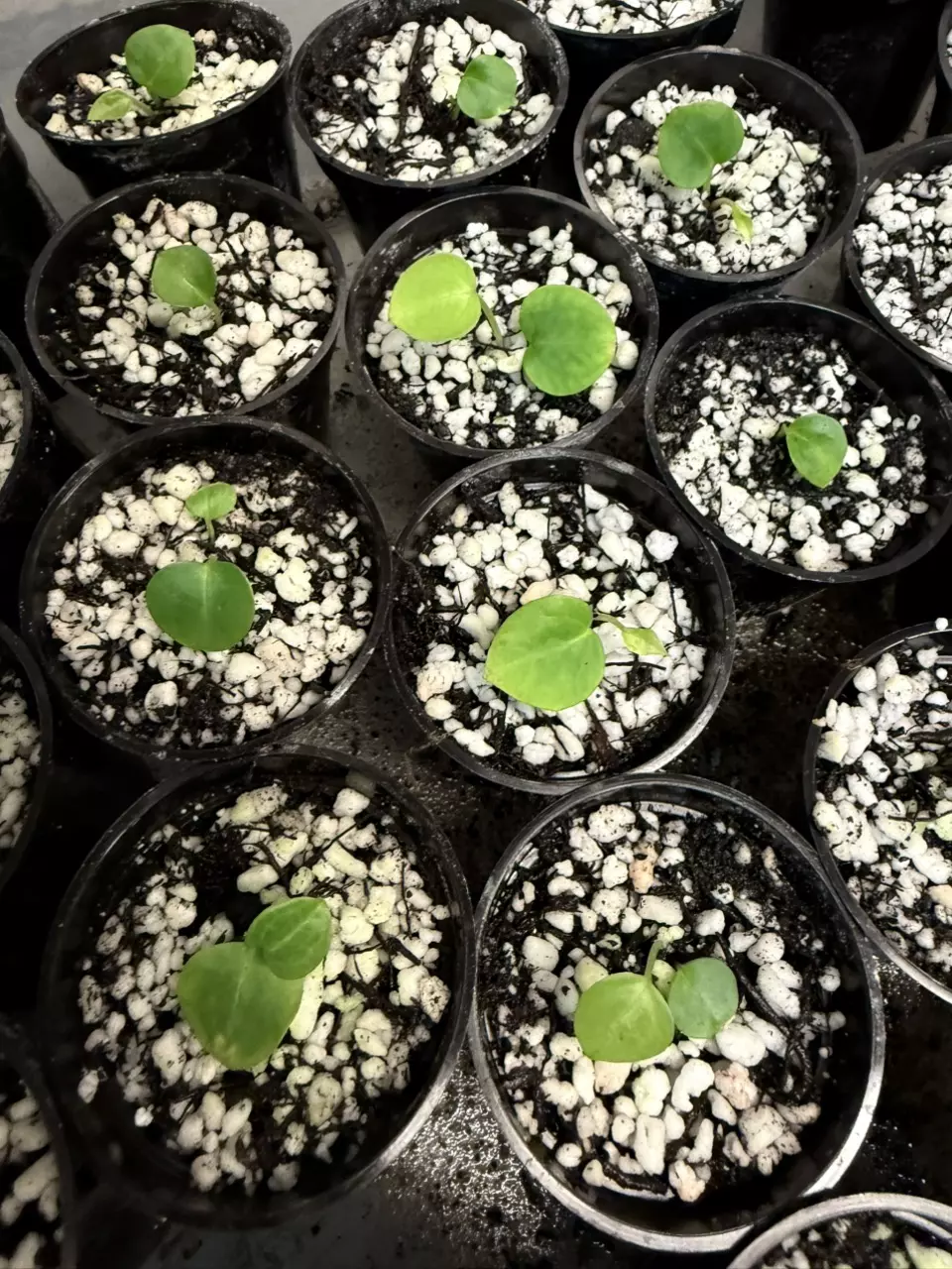 plant/A. SKG Dark Forgettii x (Crystal x Dark Crystal)-1