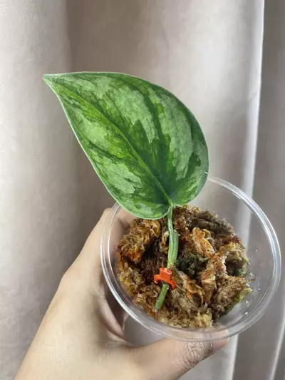 plant/Silver Knight GOG No id Kapuas-0-thumbnail